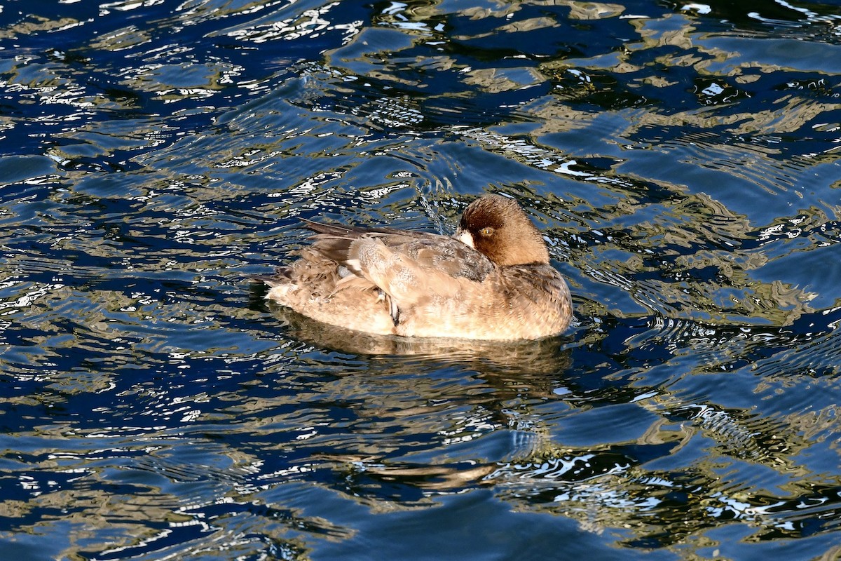 Greater Scaup - ML419063671