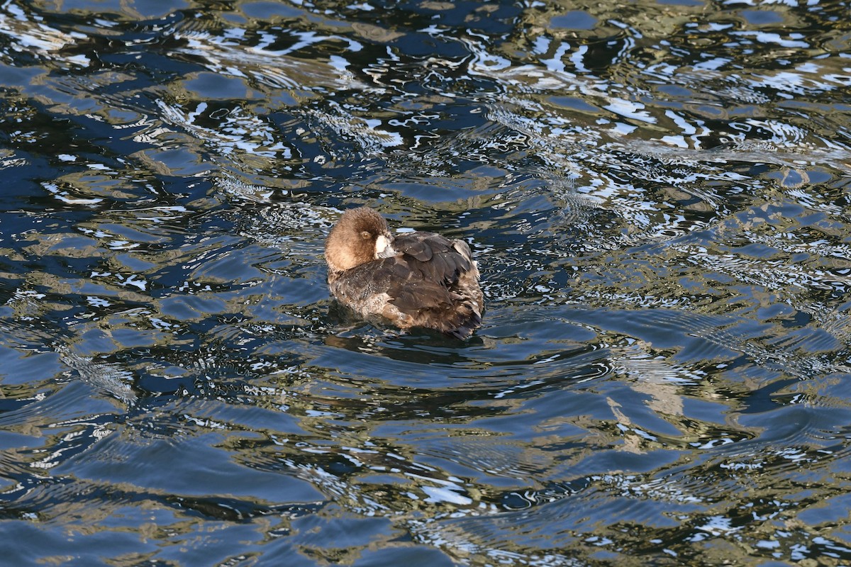 Greater Scaup - ML419064171