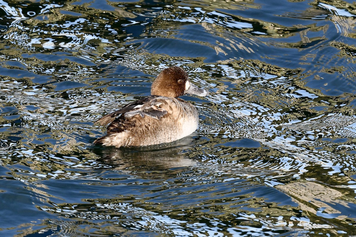 Greater Scaup - ML419064251