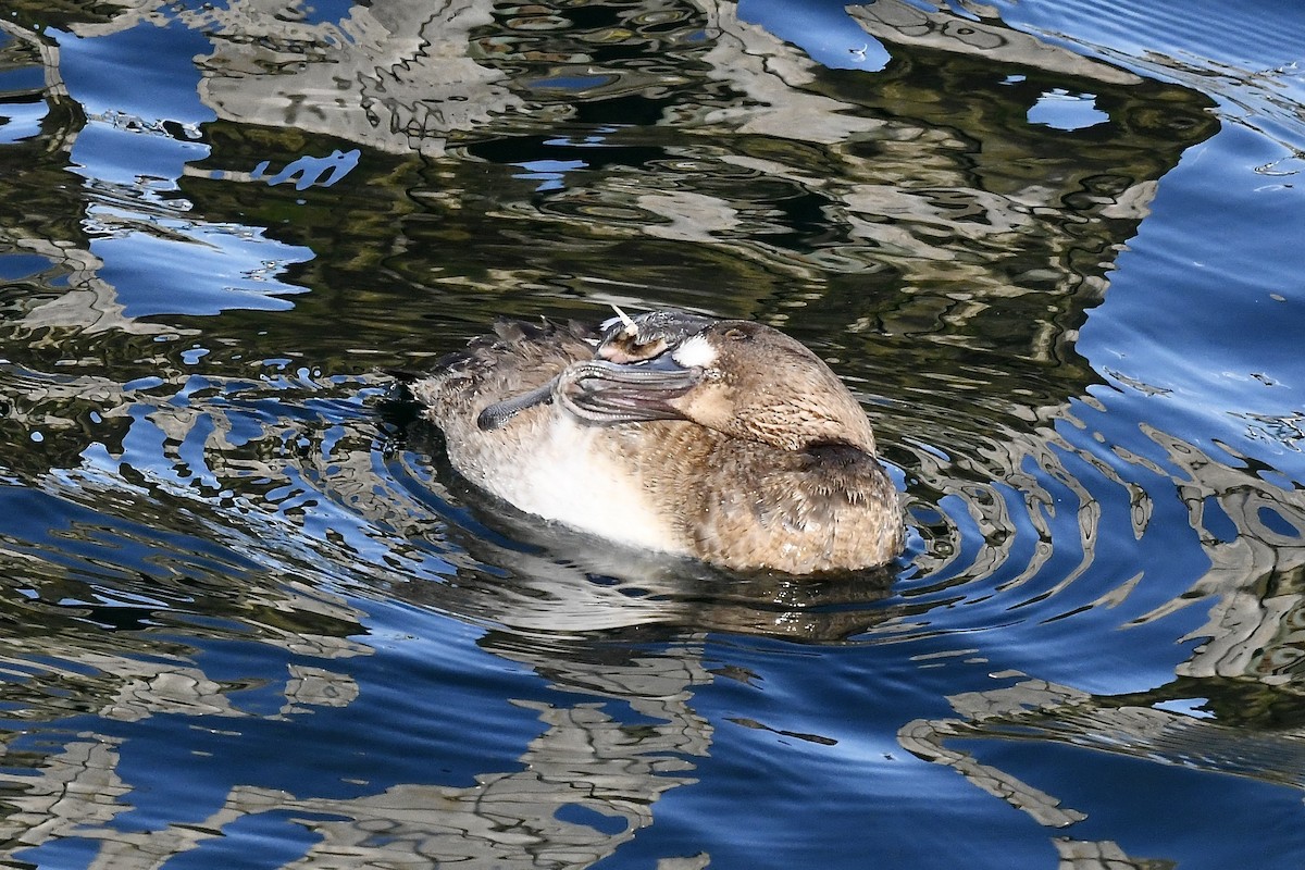 Greater Scaup - ML419064341