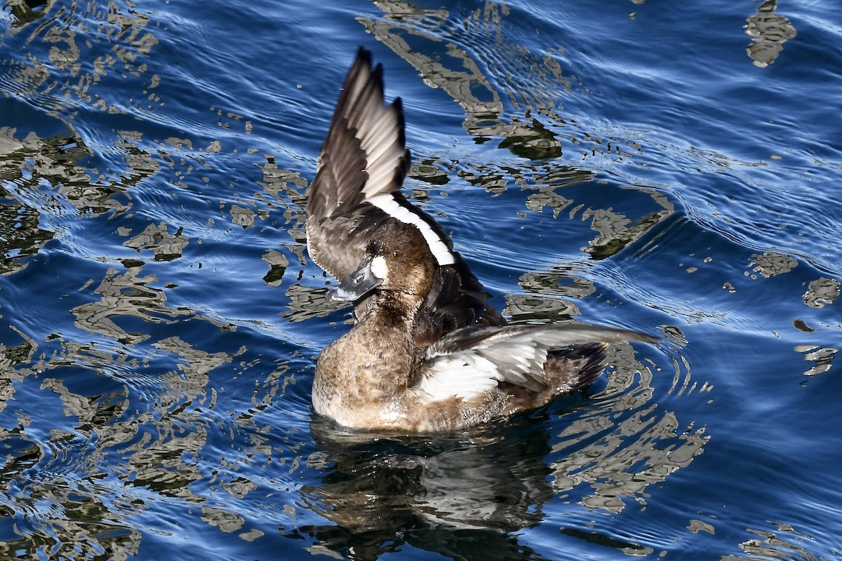 Greater Scaup - ML419064441
