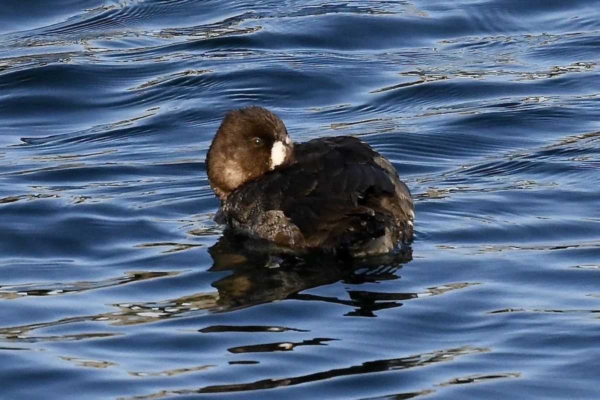 Greater Scaup - ML419064941
