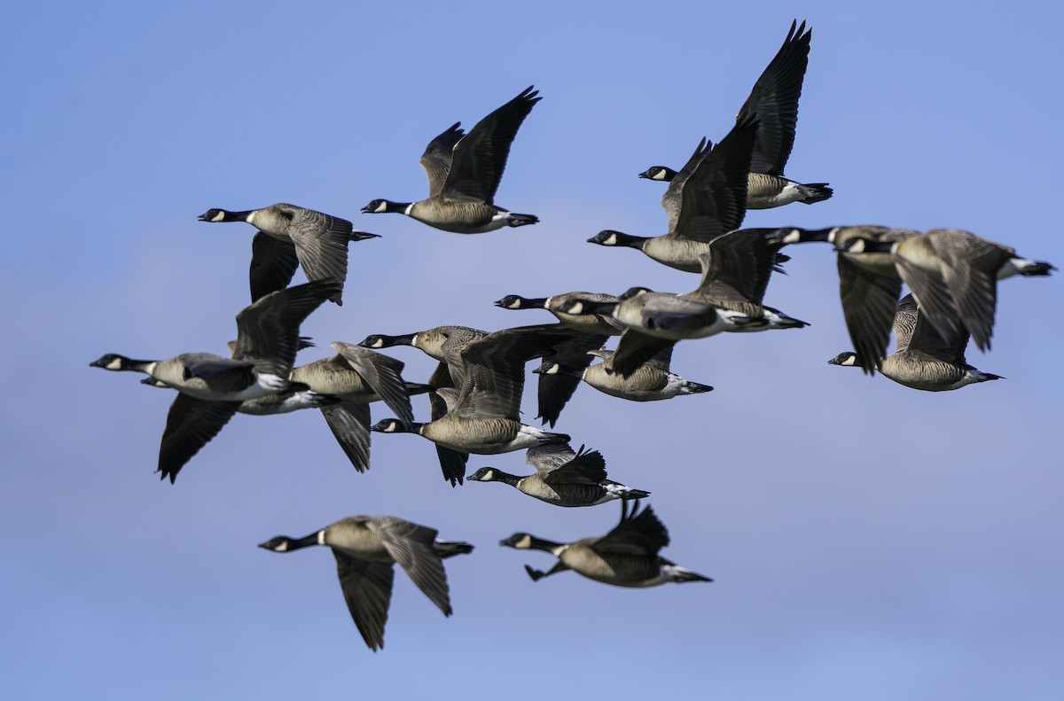 Cackling Goose (Aleutian) - Derek Lecy