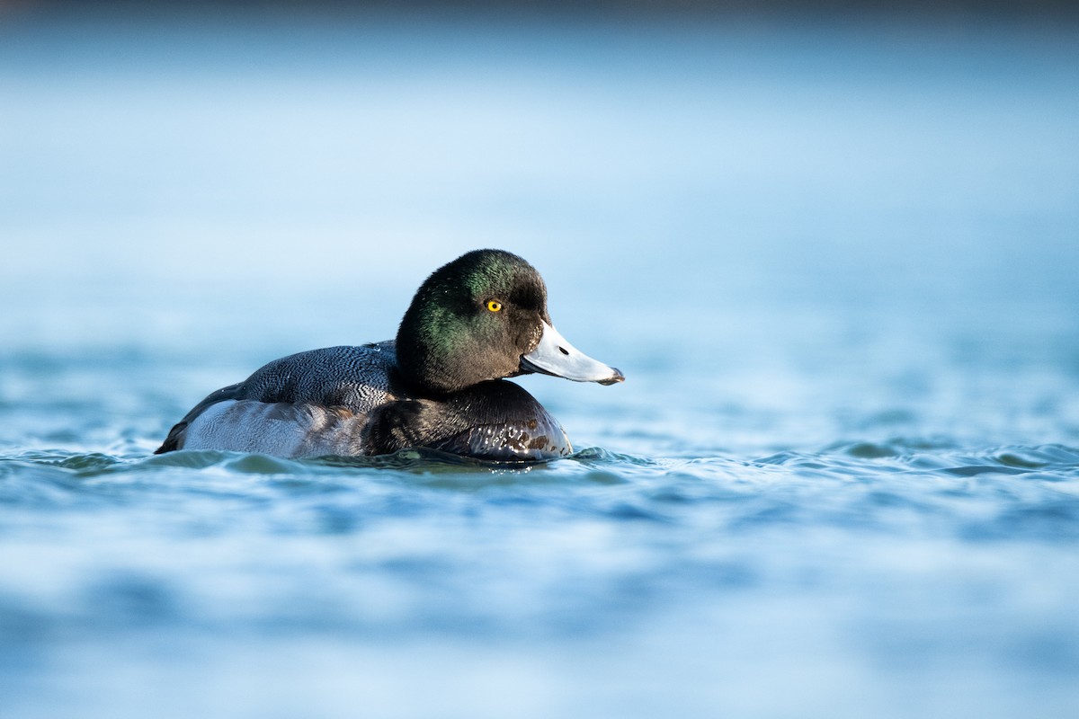 Greater Scaup - ML419067301
