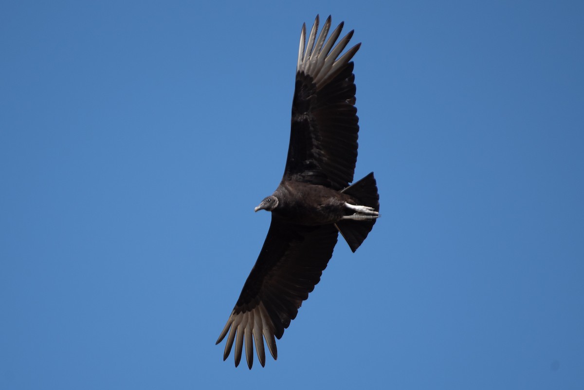 Black Vulture - ML419069461