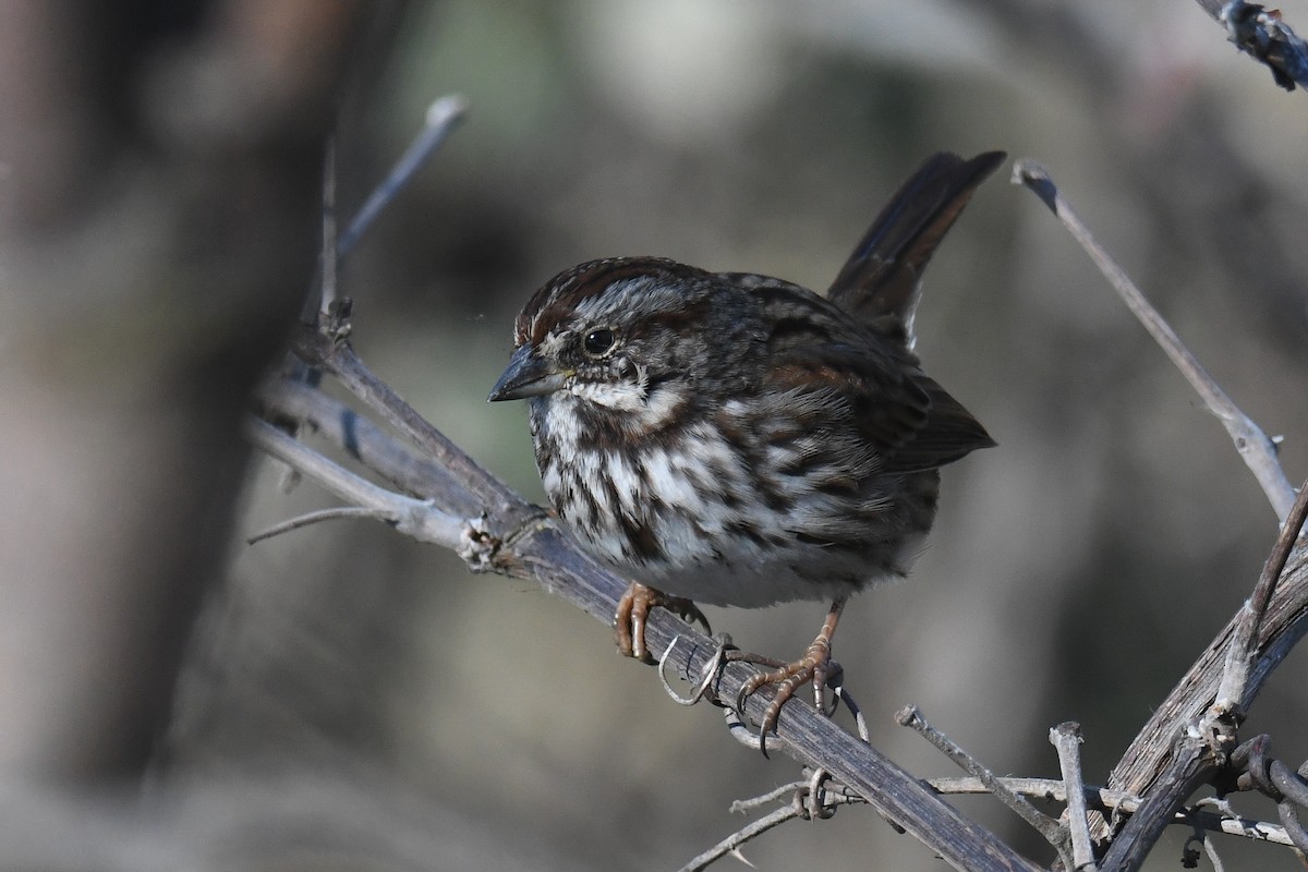 Song Sparrow (heermanni Group) - Ethan Monk