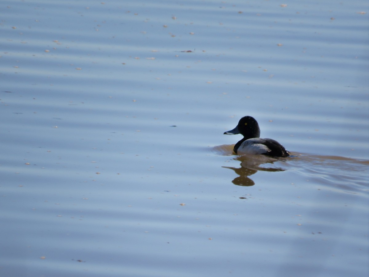 Greater Scaup - Frank D