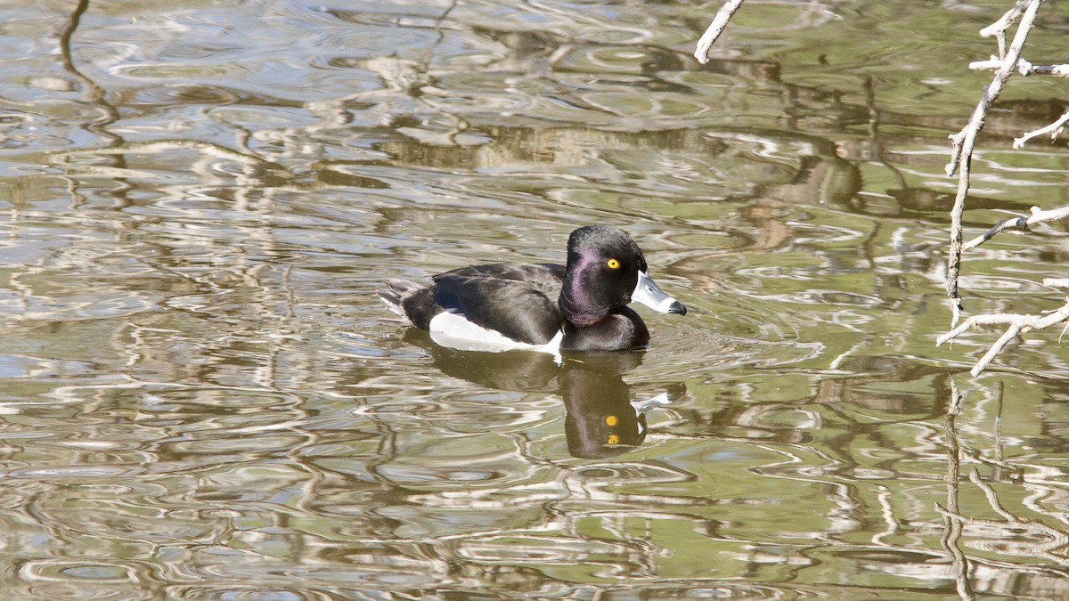 Ring-necked Duck - ML419081951