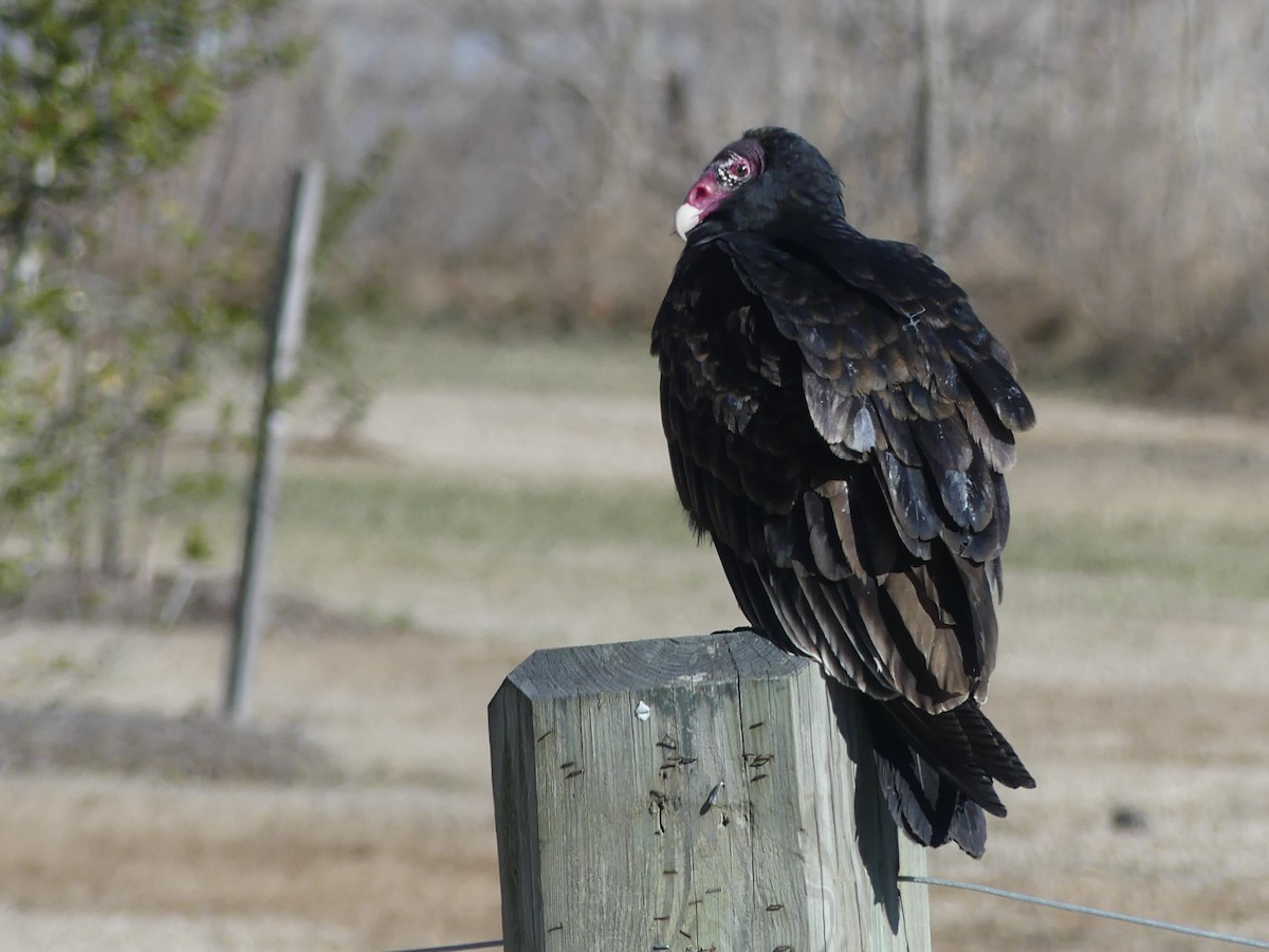 Turkey Vulture - Michel Cavigelli