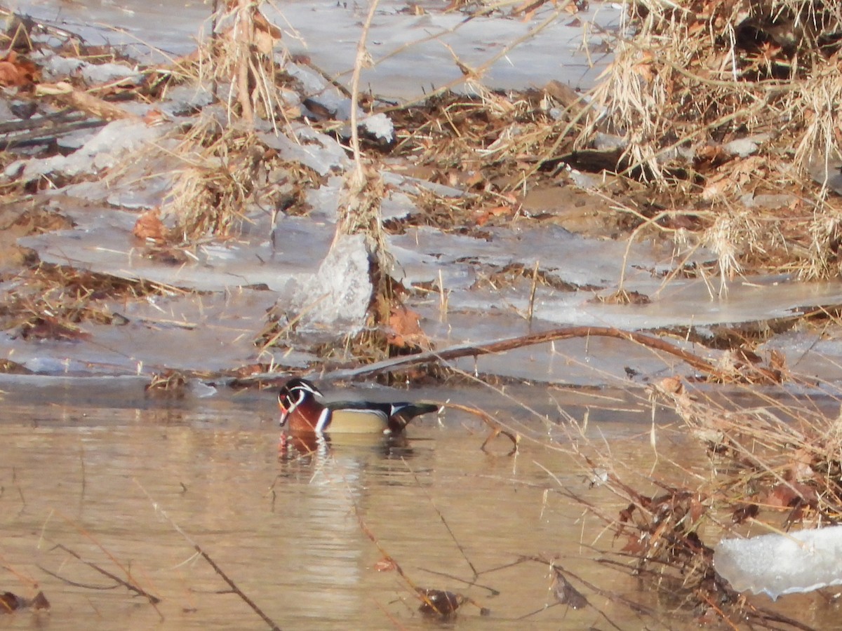 Great Backyard Bird Count Checklist 21 Feb 2022 NCTParker to