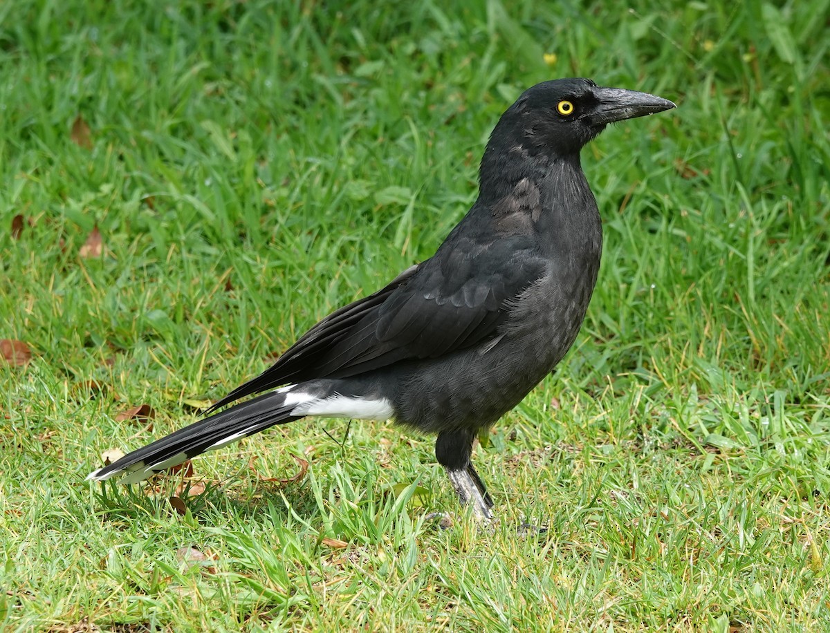 Pied Currawong - ML419095231