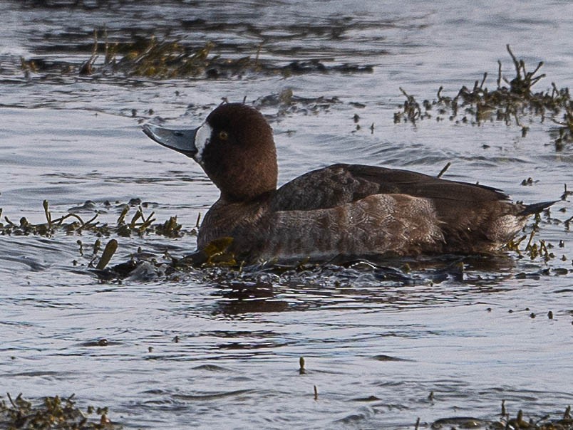 Greater Scaup - ML419106391