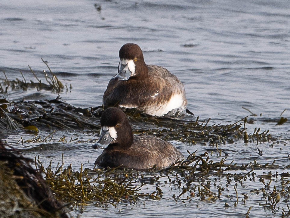 Greater Scaup - ML419106401