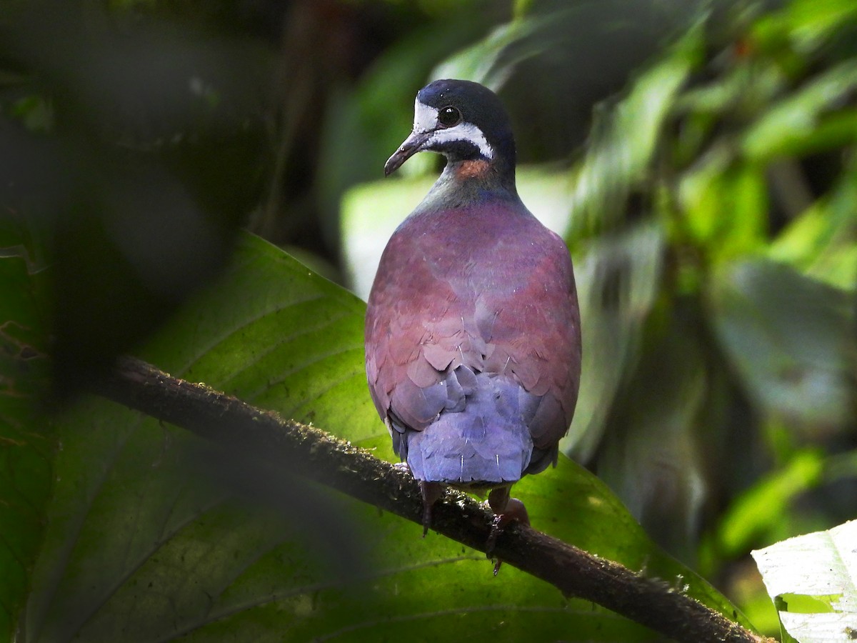 Purple Quail-Dove - karime falah