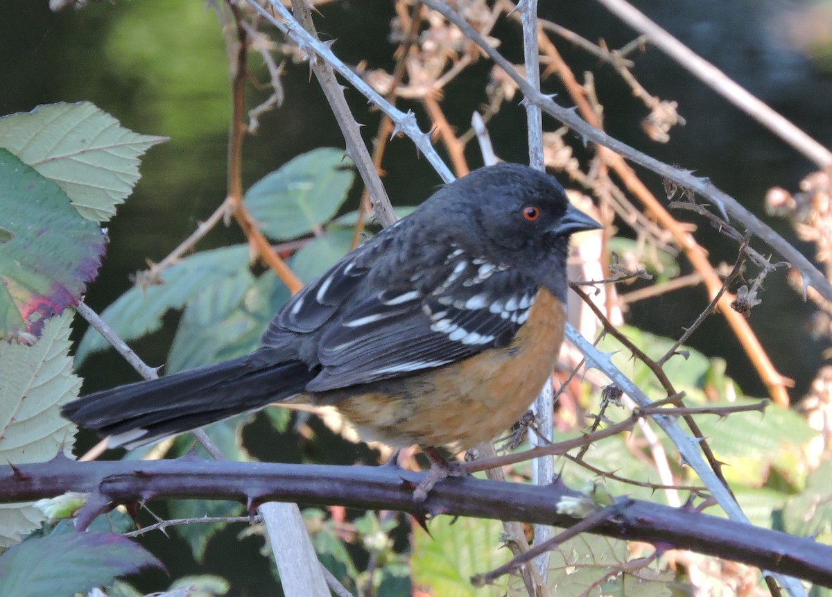 Spotted Towhee - ML419106771