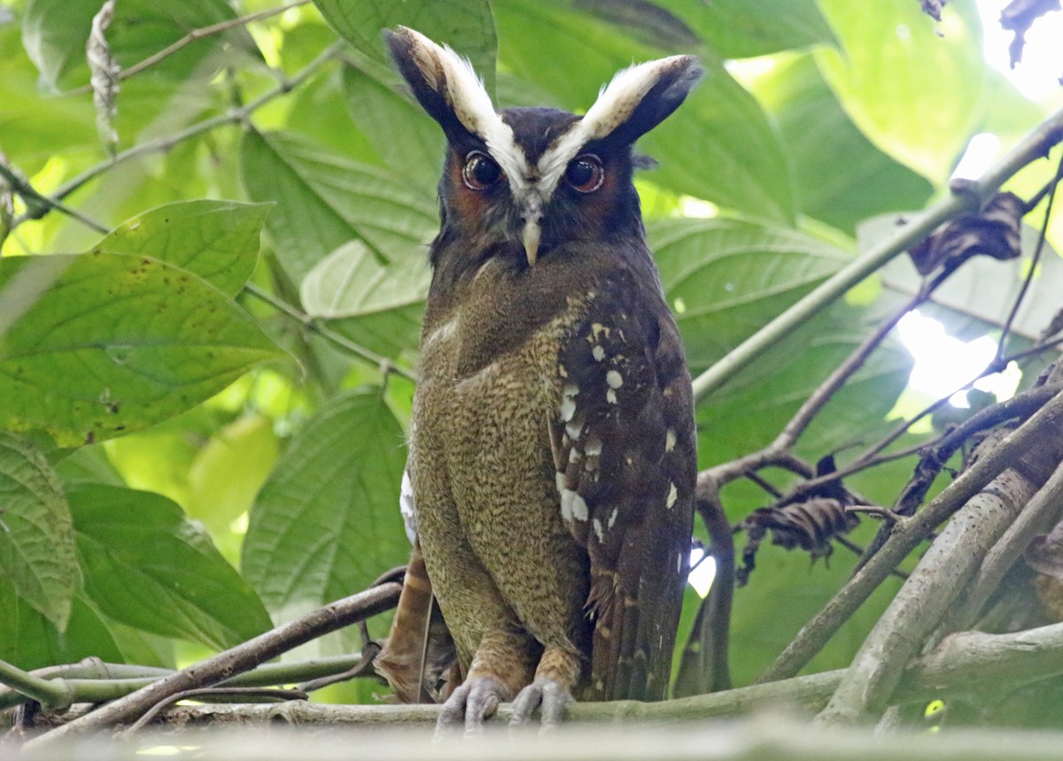 Crested Owl - ML419109531