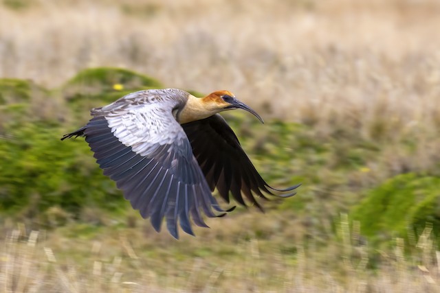 Andean Ibis commencing Definitive Prebasic Molt. - Andean Ibis - 