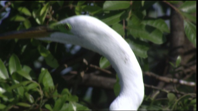 Great Egret (American) - ML419115