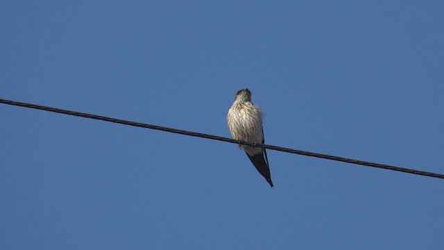 Striated Swallow - ML419120591