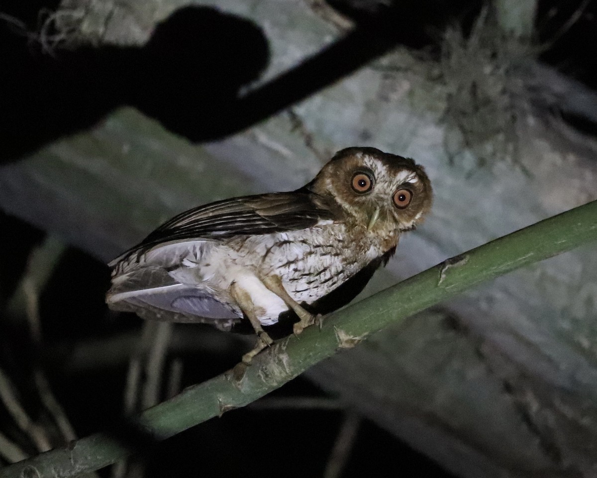 Puerto Rican Owl - Frank Klotz