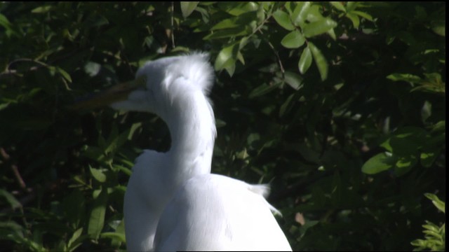 Great Egret (American) - ML419126
