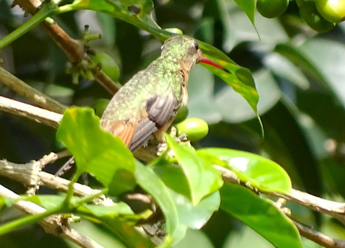 Cinnamon Hummingbird - ML41912971