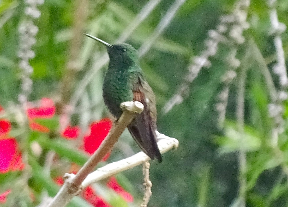 kolibřík mexický - ML41912991