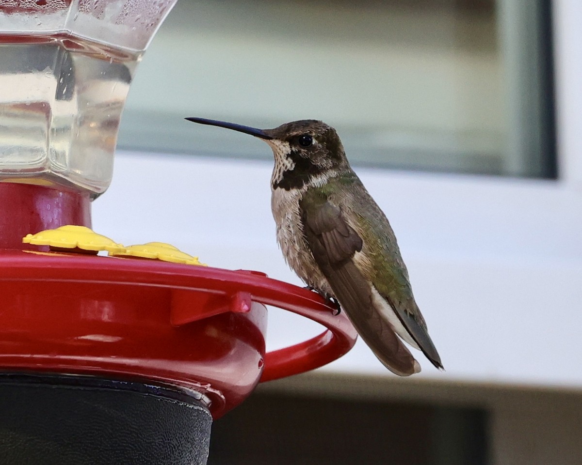 Black-chinned Hummingbird - Debbie Kosater
