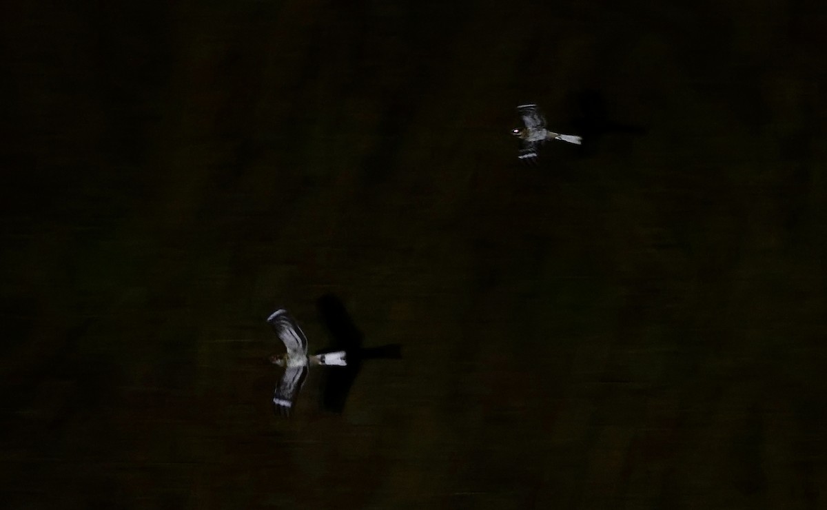 White-tailed Nightjar - ML419131181