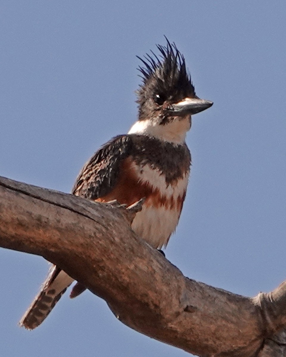 Belted Kingfisher - ML419135361