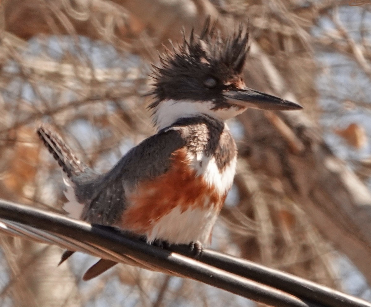 Belted Kingfisher - ML419135411