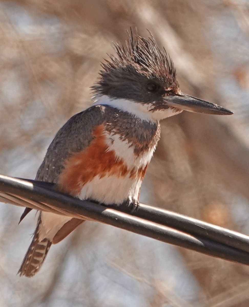 Belted Kingfisher - ML419135421