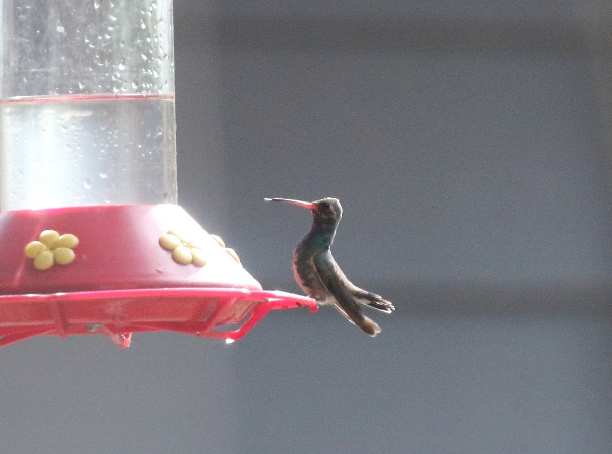 Broad-billed Hummingbird - Robert Sattelmeyer