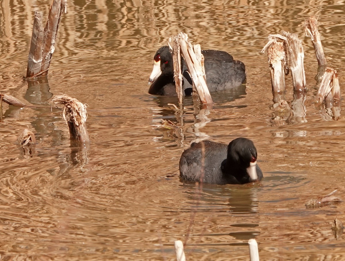 American Coot (Red-shielded) - ML419141361