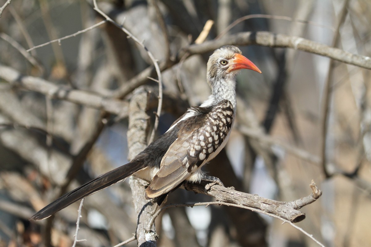 Southern Red-billed Hornbill - Anya Auerbach