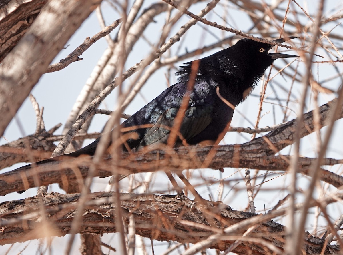 Great-tailed Grackle - ML419146631