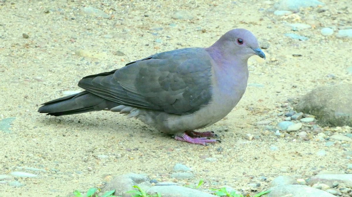 Short-billed Pigeon - Abimael Moralez