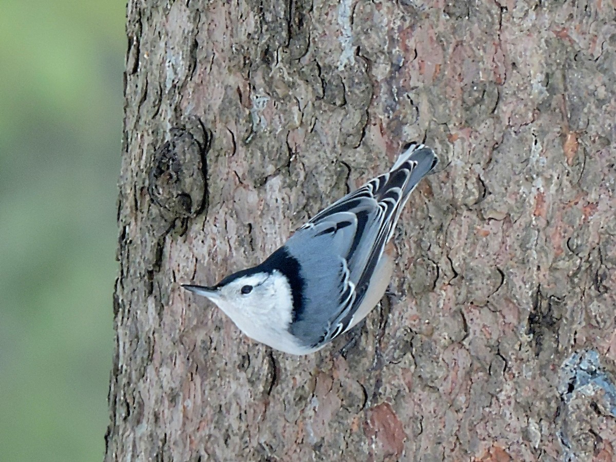 White-breasted Nuthatch - ML419148651