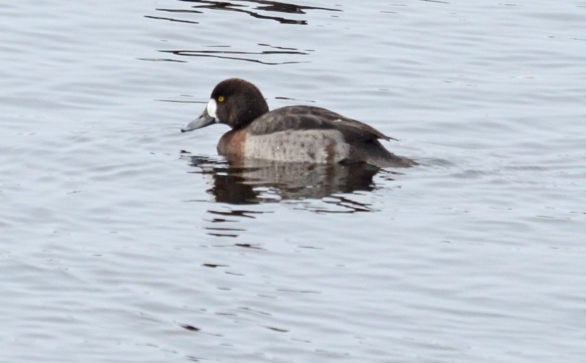 Greater Scaup - ML41915191