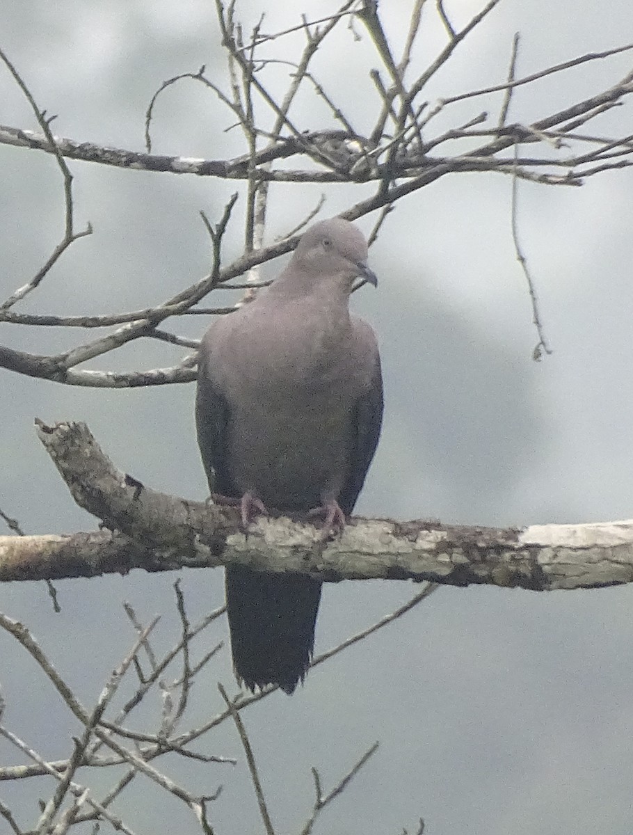 Plumbeous Pigeon - ML419152001