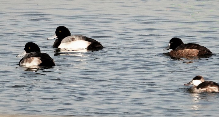 Greater Scaup - ML419152361