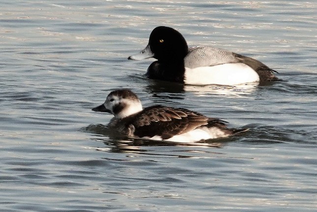 Greater Scaup - ML419152531