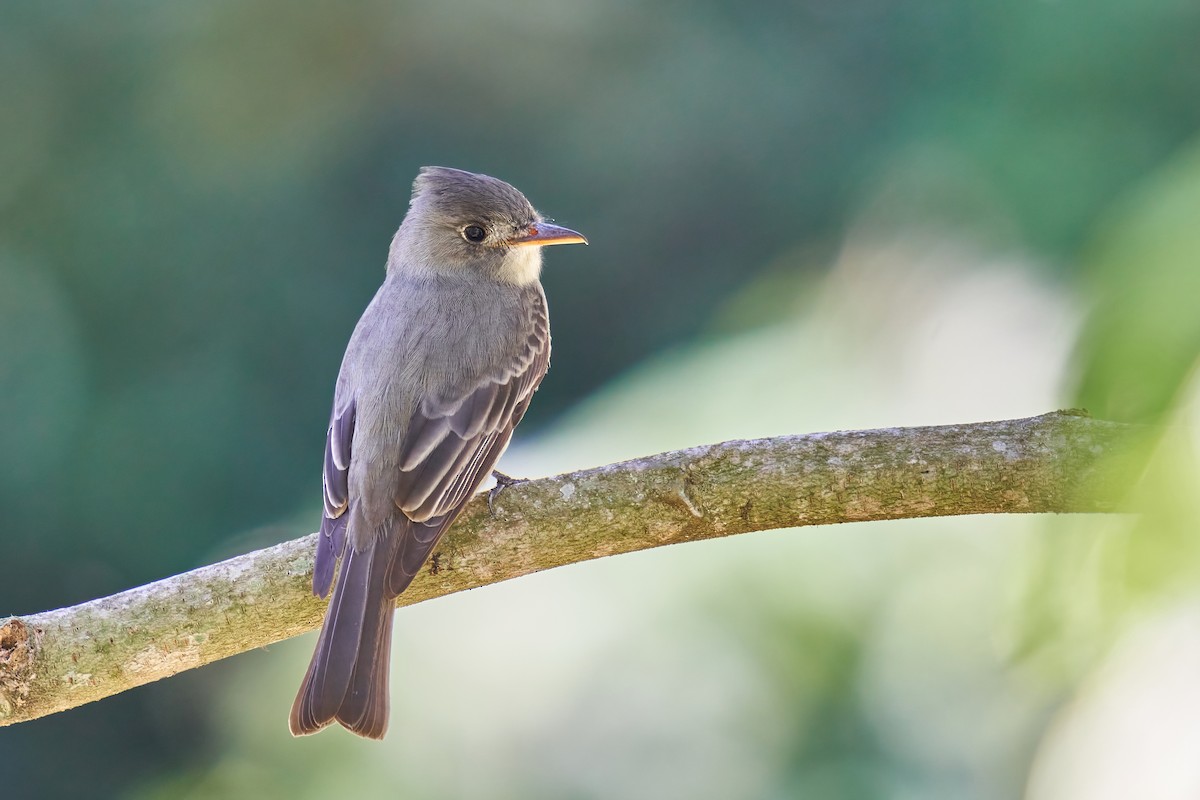Greater Pewee - ML419154431