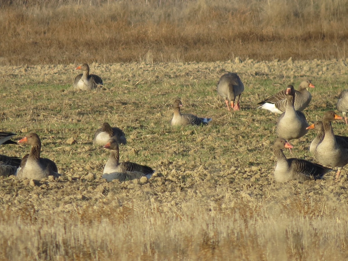 Pink-footed Goose - ML41915641