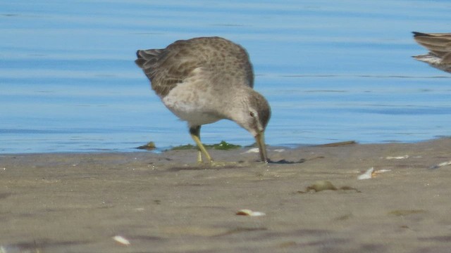 Long-billed Dowitcher - ML419157661