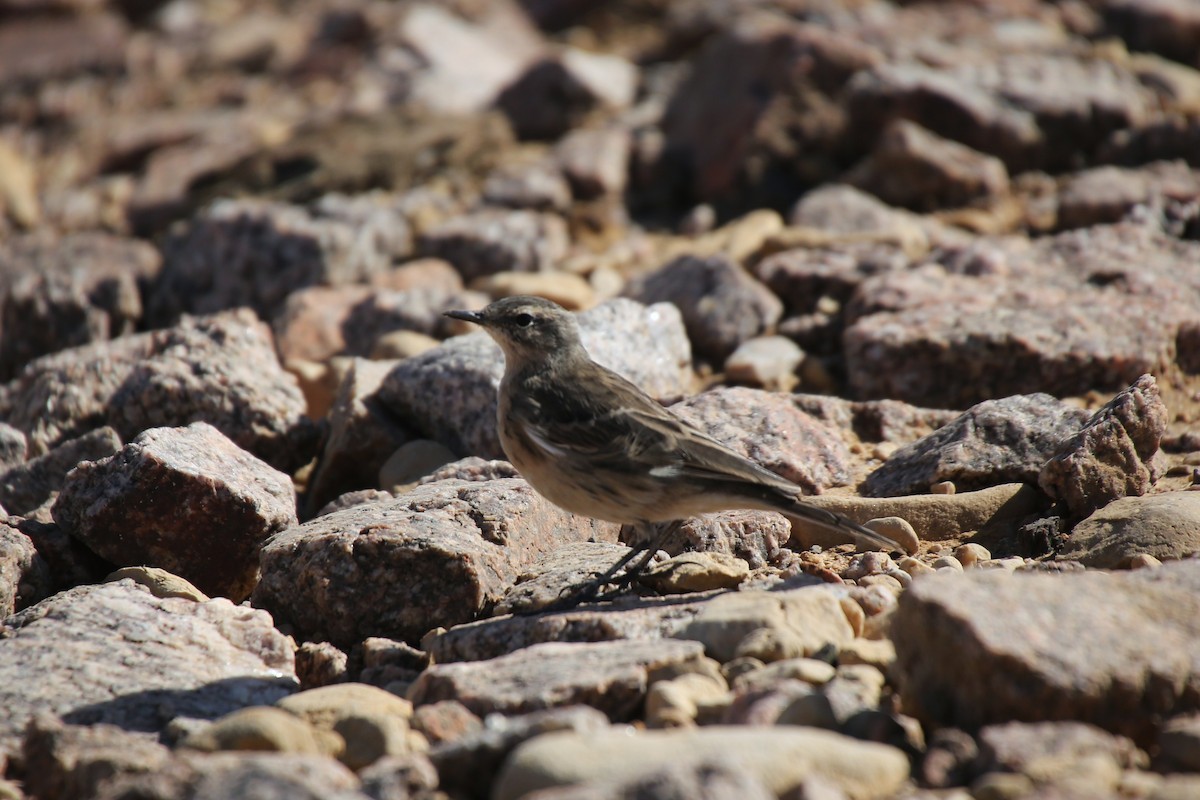 Water Pipit - ML41915781