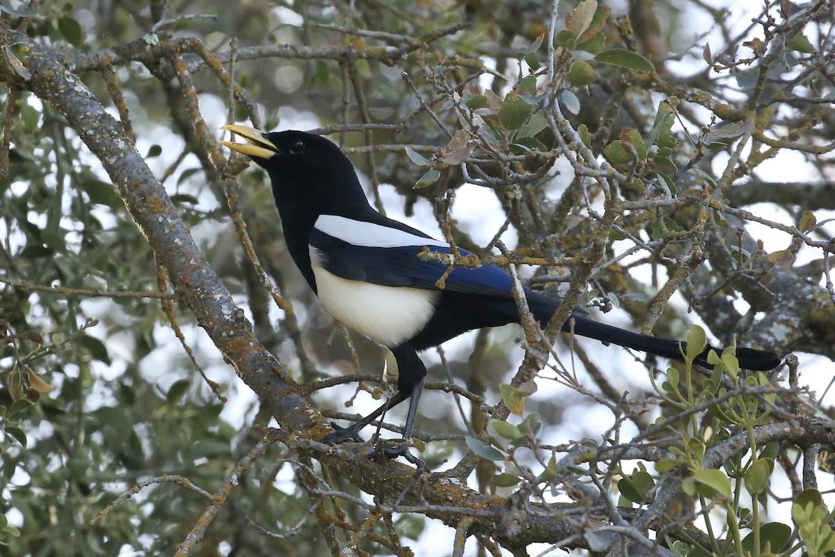 eBird Checklist - 21 Feb 2022 - Santa Anita Rd. - 7 species