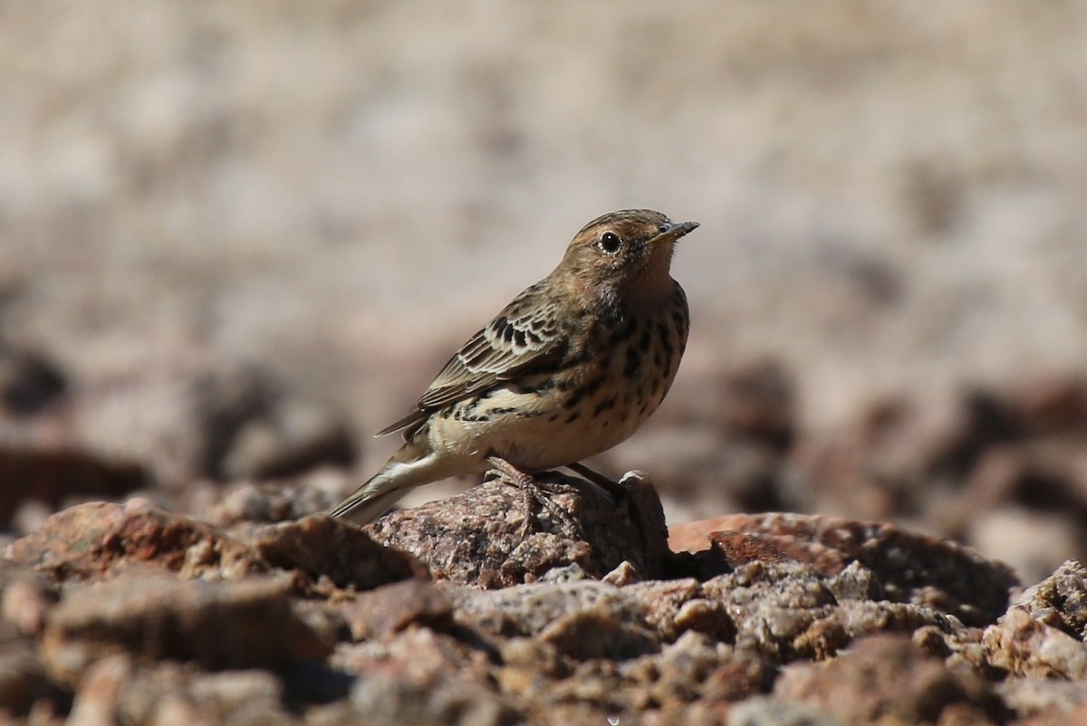 Red-throated Pipit - ML41915801