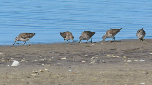 Long-billed Dowitcher - ML419158031