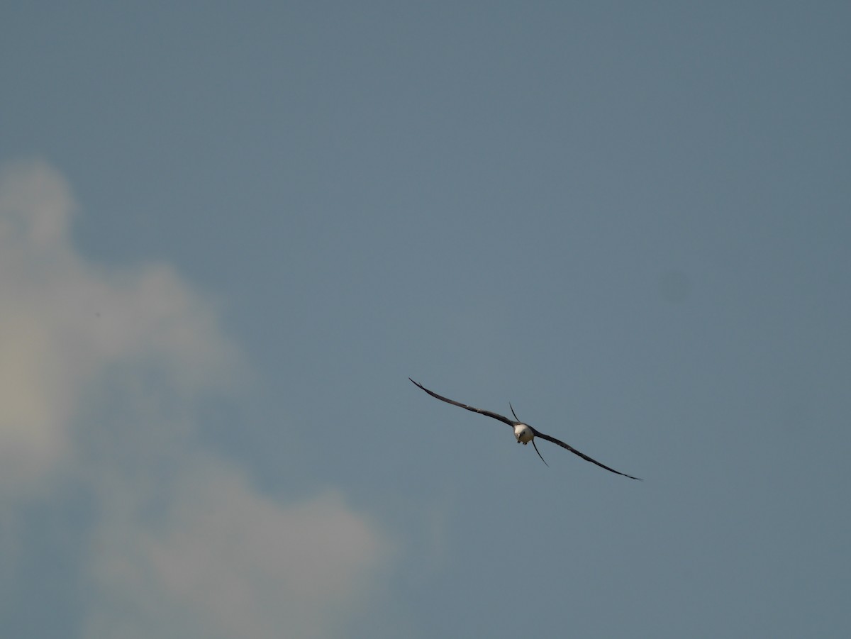 Swallow-tailed Kite - ML419163551